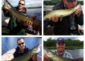 Demi journée de pêche sur le lac Frontière avec l'ami Jim. 5 muskies capturés. Voici 4 d'entre eux! (2013-06-30)