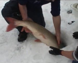 Remise à l'eau à l'aveugle. Les nageoires et la queue sont teintées de rouge, signe de l'épuisement du poisson.