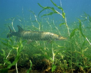 Un maskinongé dans le potamot