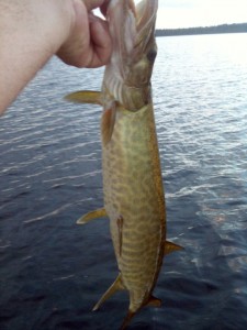 Le premier de 3 minis maskinongés du lac Frontière