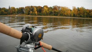 Début octobre, c'est généralement la période de transition pour le maskinongé.