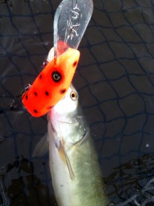 Le maskinongé a attaqué un Perch Bait 10" de Yvon Grisé.