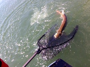 La meilleure photo qu'on a du Musky à Gerry. Après que je l'aie décroché, il s'est viré de bord et a sorti de la puise comme un lièvre...