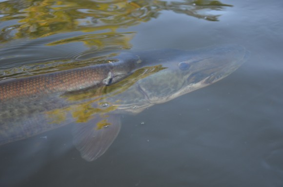 Remettez les à l'eau, ils deviendront plus gros...