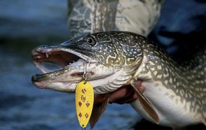 Tournoi de pêche au brochet