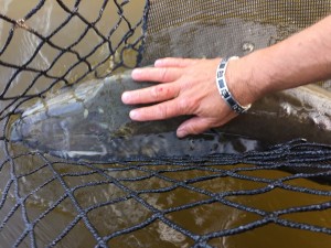 Un future poisson record!