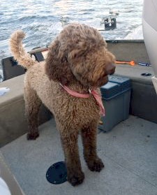  Ma chienne Sushi (Goldendoodle) qui a eu le temps de se sécher après sa baignade involontaire.