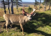 Gros buck à Port Menier