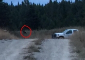 En retournant au camion, il y a un chevreuil qui broute tout près!