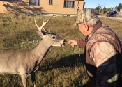 Mon père qui nourri un beau buck avec une pomme dans le village de Port-Menier.