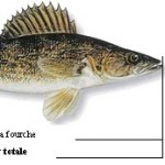 La longueur totale d'une doré jaune doit être comprise entre 37 et 53 cm pour que le poisson puisse être conservé pour consommation.